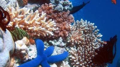 Рекордное погружение на 172 метра объяснило причину выживания кораллов без света - newinform.com - Французская Полинезия