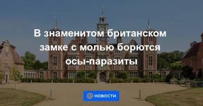 В знаменитом британском замке с молью борются осы-паразиты - news.mail.ru - Англия