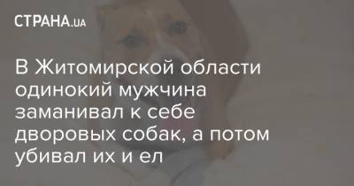 В Житомирской области одинокий мужчина заманивал к себе дворовых собак, а потом убивал их и ел - strana.ua - Житомирская обл.