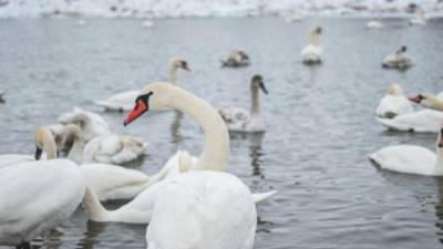 В Трускавце спасают около 60 лебедей, примерзающих ко льду - ru.espreso.tv