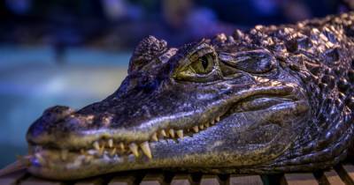 В Австралии внутри гигантского крокодила ученые обнаружили останки человека - focus.ua - Австралия