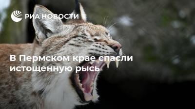 В Пермском крае спасли истощенную рысь - ria.ru - Россия - Пермь - Пермский край