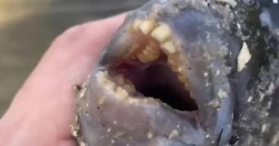 Мужчина поймал рыбу с человеческими зубами и был потрясен - ren.tv - США - USA - шт.Флорида