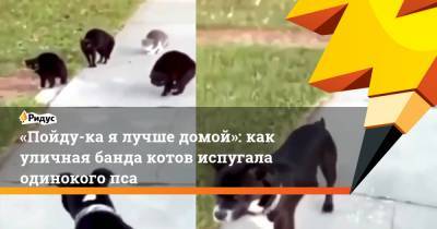 «Пойду-ка ялучше домой»: как уличная банда котов испугала одинокого пса - ridus.ru