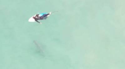 Серфер не заметил акулу и прыгнул в воду рядом с ней (Видео) - belta.by - Сидней