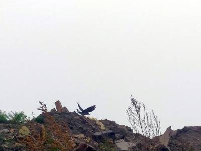 В Пушкинском районе Петербурга ликвидируют две незаконные свалки - rosbalt.ru - Санкт-Петербург