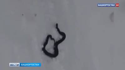 "Сдала" кошка: башкирская семья нашла гадюку в ведре с картошкой - vesti.ru - Башкирия - Салават
