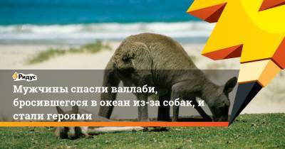 Мужчины спасли кенгуру, бросившегося вокеан из-за собак, и стали героями - ridus.ru - Австралия
