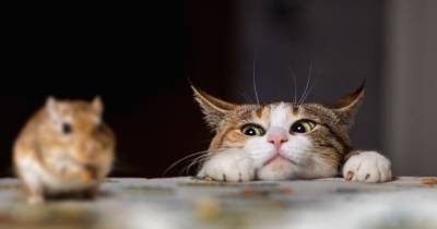 Ученые рассказали, почему кошки охотятся и как их от этого отучить - focus.ua