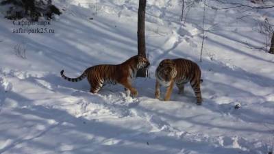 Свидание тигра Амура попало на видео - piter.tv - Приморье край