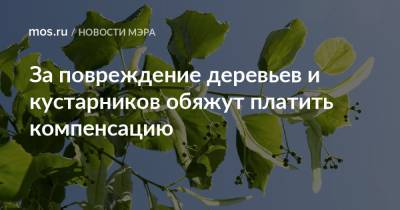 Сергей Собянин - За повреждение деревьев и кустарников обяжут платить компенсацию - mos.ru