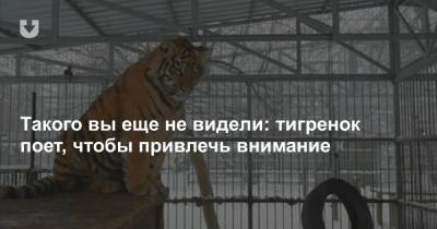 Такого вы еще не видели: тигренок поет, чтобы привлечь внимание - news.tut.by - Барнаул