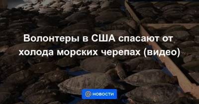 Волонтеры в США спасают от холода морских черепах (видео) - news.mail.ru - США - Техас