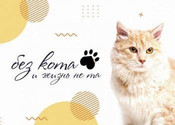 Любите ли вы котиков, как любим их мы? - vologda-poisk.ru - Вологда