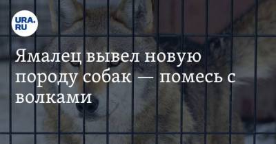 Ямалец вывел новую породу собак помесь с волками. Фото - skuke.net - Санкт-Петербург - Новый Уренгоя