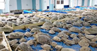 Мороз - Страшные последствия морозов в Техасе: жители спасли от смерти тысячи черепах - видео - ru.armeniasputnik.am - США - Техас
