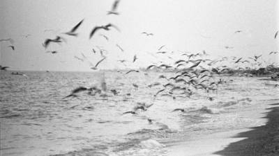 В МЧС предупредили о сильном шторме в Азовском море - crimea.ria.ru - Крым - Краснодарский край - Симферополь