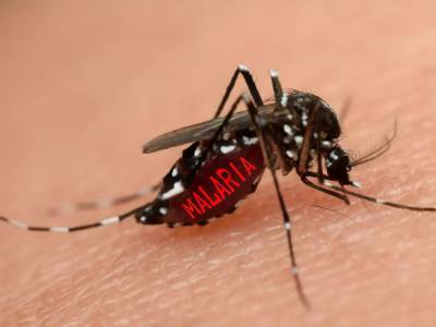В Закарпатье у двух человек обнаружили малярию - gordonua.com - Закарпатская обл. - Конго