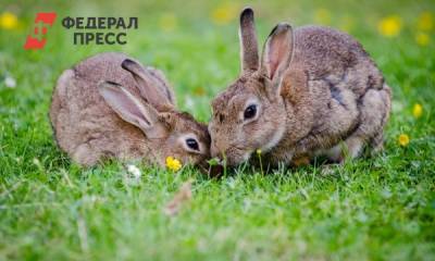Причиной COVID-19 могла стать не летучая мышь: ВОЗ нашла еще двух животных - fedpress.ru - Москва - Ухань