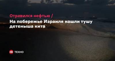 Отравился нефтью. На побережье Израиля нашли тушу детеныша кита - nv.ua - Израиль - Ашкелон