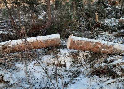 Прокуратура запретила рубить деревья в памятнике природы «Челбак» вблизи Асино - tv2.today - Томская обл.