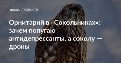 Орнитарий в «Сокольниках»: зачем попугаю антидепрессанты, а соколу — дроны - mos.ru