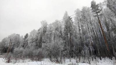 В Приморье впервые обнаружили необычного зверя-альбиноса - inforeactor.ru - Москва - Приморье край