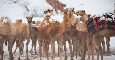 Верблюды в шоке: в Саудовской Аравии повалил снег - tsn.ua - Саудовская Аравия - Алжир - Алжирская Народная Демократическая Республика - Марокко