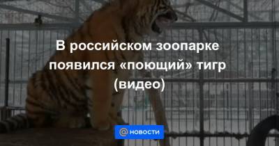 Анна Лысенко - В российском зоопарке появился «поющий» тигр (видео) - news.mail.ru