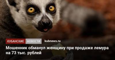 Мошенник обманул женщину при продаже лемура на 73 тыс. рублей - kubnews.ru - Москва - Анапа - Московская обл.