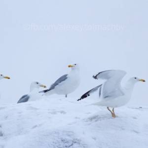 Запорожский фотограф запечатлел зимующих птиц на островах посреди Днепра. Фото - reporter-ua.com - Запорожская обл. - Запорожье