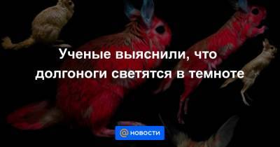 Ученые выяснили, что долгоноги светятся в темноте - news.mail.ru - Конго - Кения
