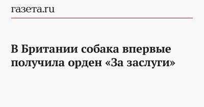 В Британии собака впервые получила орден «За заслуги» - gazeta.ru - Англия - Санкт-Петербург