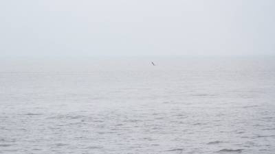 Один моряк умер после отравления на судне April в Керченском проливе - politros.com - Грузия - Турция - Кавказ