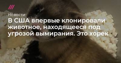 В США впервые клонировали животное, находящееся под угрозой вымирания. Это хорек - tvrain.ru - США - штат Вайоминг