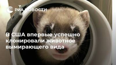 В США впервые успешно клонировали животное вымирающего вида - ria.ru - Москва - США