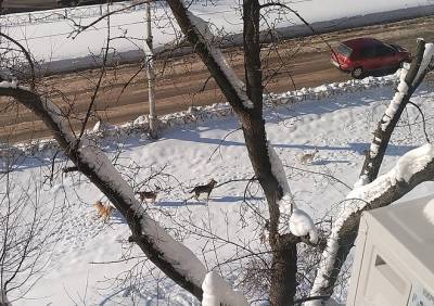 Рязанцы рассказали о стаях бродячих собак, забегающих на территорию школы - ya62.ru - Рязань