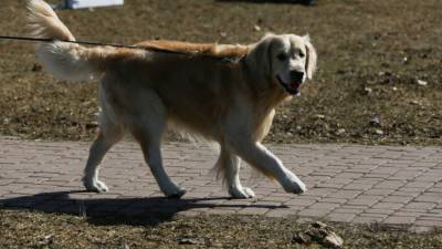 В Китае верный пес пять лет ждет умершего хозяина - mir24.tv - Китай - провинция Ляонин