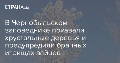 В Чернобыльском заповеднике показали хрустальные деревья и предупредили брачных игрищах зайцев - strana.ua - Украина