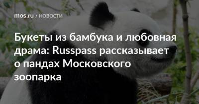 Михаил Булгаков - Букеты из бамбука и любовная драма: Russpass рассказывает о пандах Московского зоопарка - mos.ru - Москва
