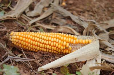 Еврокомиссия одобрила пять сортов ГМ-кукурузы и сои - agroportal.ua