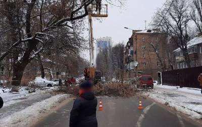 В Киеве перекрыли движение на одной из улиц из-за падения дерева: как объехать - rbc.ua - Киев - Киевская обл. - Сумская обл. - Винницкая обл. - Черкасская обл. - Черновицкая обл.