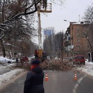 Из-за упавшего дерева в Киеве перекрыто движение на одной из улиц - reporter-ua.com - Киев