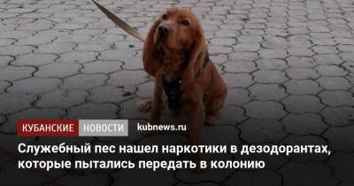 Уфсин - Служебный пес нашел наркотики в дезодорантах, которые пытались передать в колонию - kubnews.ru - район Усть-Лабинский