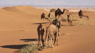 Названа причина превращения Сахары в крупнейшую пустыню Земли - politros.com