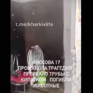 В Харькове зоомагазин залило кипятком: погибли животные - reporter-ua.com - Харьков