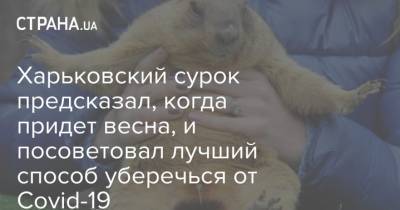 Харьковский сурок предсказал, когда придет весна, и посоветовал лучший способ уберечься от Covid-19 - strana.ua - Харьков