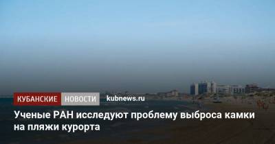 Василий Швец - Ученые РАН исследуют проблему выброса камки на пляжи курорта - kubnews.ru - Анапа