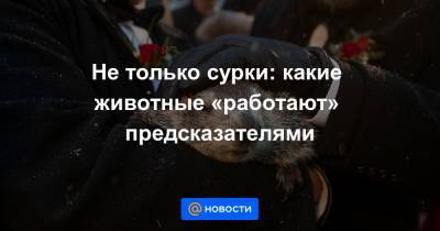 Не только сурки: какие животные «работают» предсказателями - news.mail.ru