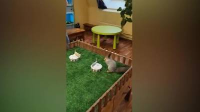 В Екатеринбурге бельчонок предсказал позднюю весну - piter.tv - США - Екатеринбург